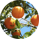 Fruit & Citrus