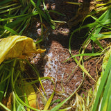 Soil DNA Testing
