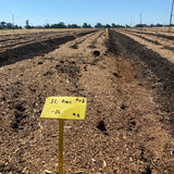 Soil DNA Testing