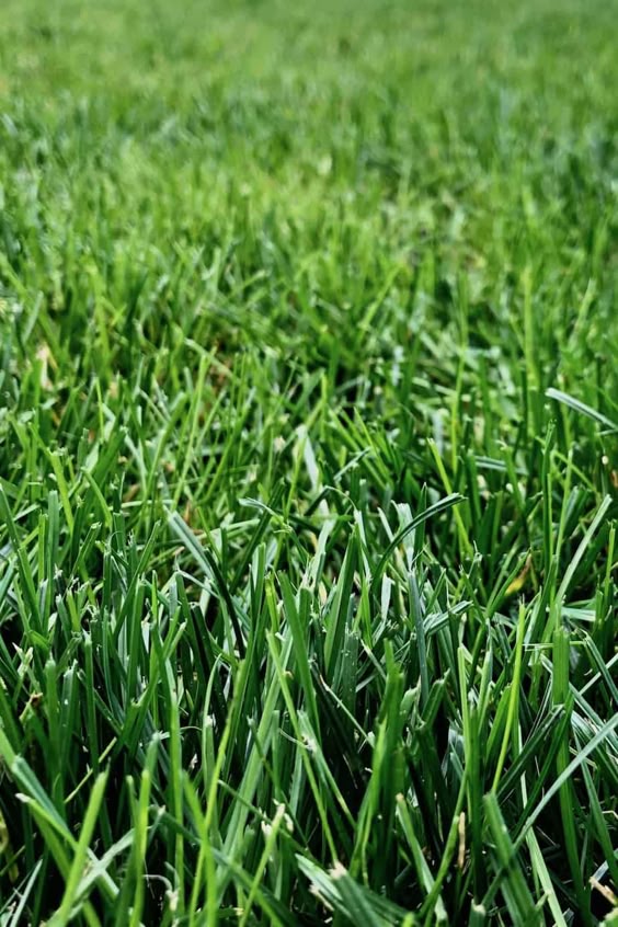 Healthy lawns