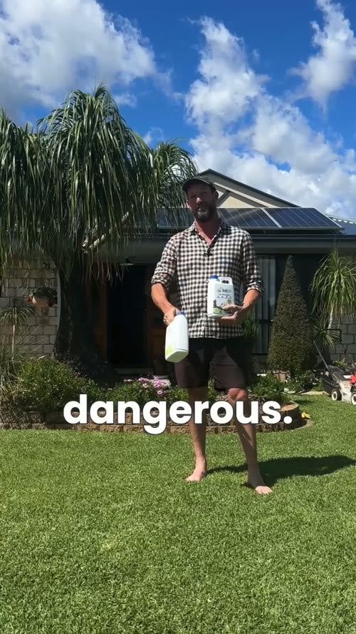 Lawn Transformation