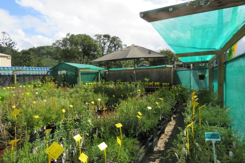 Northern Rivers Natives nursery